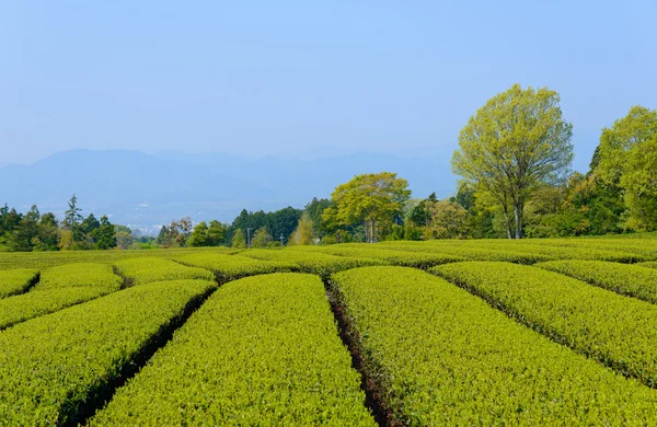 Čajové plantáže — Stock fotografie