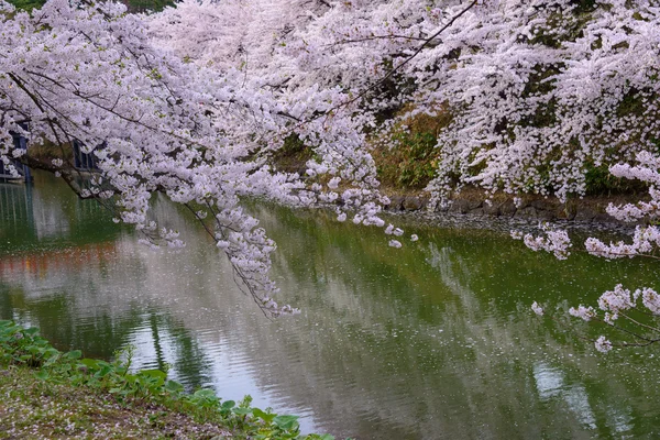弘前公園の桜です。 — ストック写真