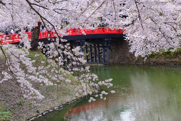 Cherry mekar di Hirosaki Park — Stok Foto