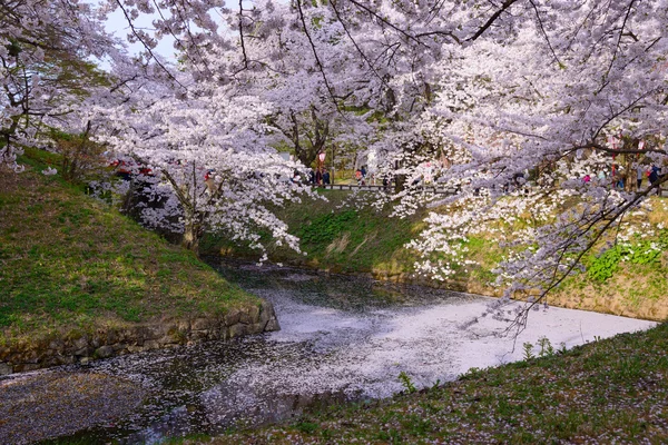 Flores de cerejeira no Hirosaki Park — Fotografia de Stock