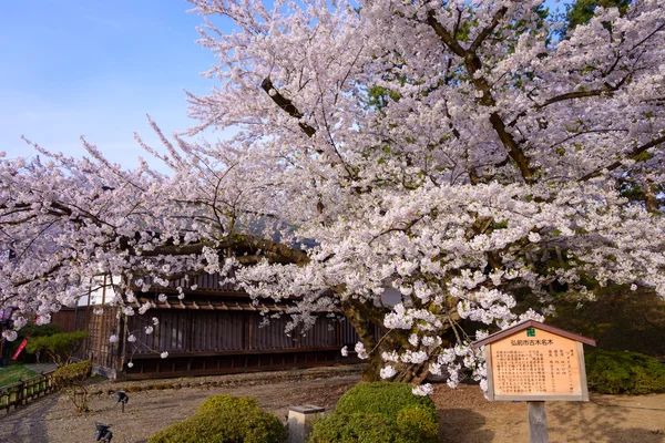 Άνθη κερασιάς στο πάρκο Hirosaki — Φωτογραφία Αρχείου