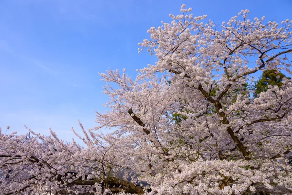 Flores de cerejeira no Hirosaki Park — Fotografia de Stock
