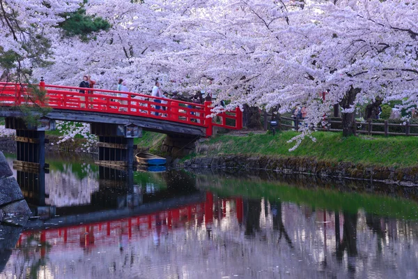 Άνθη κερασιάς στο πάρκο Hirosaki — Φωτογραφία Αρχείου