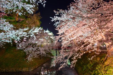 Kiraz çiçekleri ve Hirosaki Parkı
