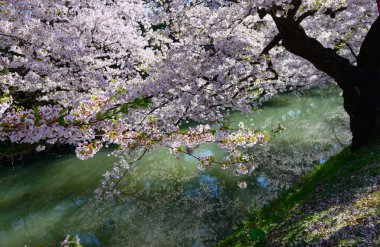 Hirosaki Park'ta kiraz çiçekleri