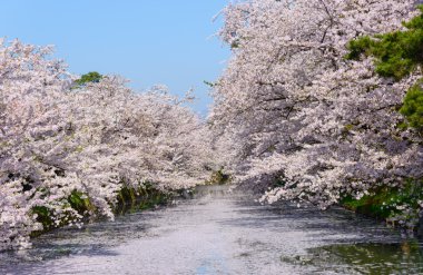 Hirosaki Park'ta kiraz çiçekleri