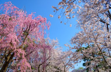 Hirosaki Park'ta kiraz çiçekleri