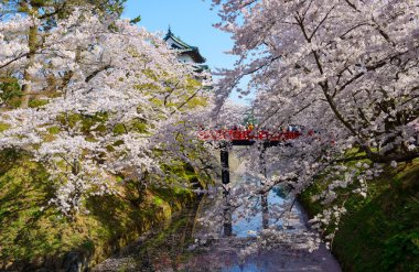 Hirosaki Park'ta kiraz çiçekleri