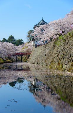 Kiraz çiçekleri ve Hirosaki Kalesi