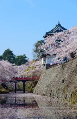 Kiraz çiçekleri ve Hirosaki Kalesi