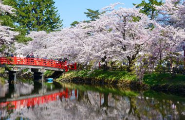 Hirosaki Park'ta kiraz çiçekleri
