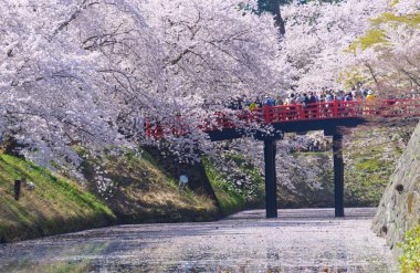 Hirosaki Park'ta kiraz çiçekleri