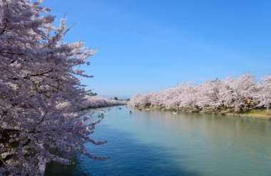 Hirosaki Park'ta kiraz çiçekleri
