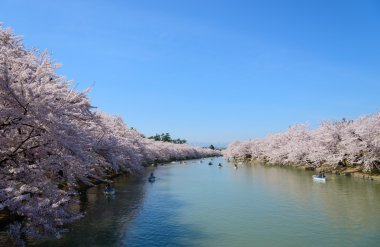 Hirosaki Park'ta kiraz çiçekleri