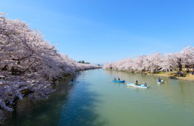 Hirosaki Park'ta kiraz çiçekleri
