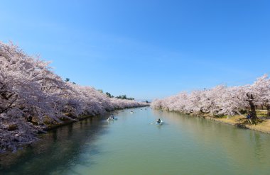 Hirosaki Park'ta kiraz çiçekleri