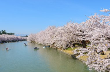 Hirosaki Park'ta kiraz çiçekleri
