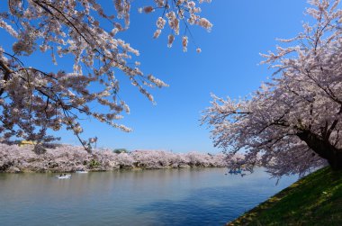 Hirosaki Park'ta kiraz çiçekleri