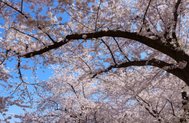 Hirosaki Park'ta kiraz çiçekleri