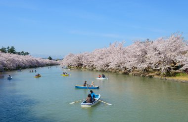 Hirosaki Park'ta kiraz çiçekleri