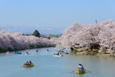 Hirosaki Park'ta kiraz çiçekleri