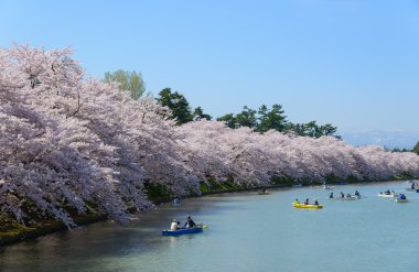 Hirosaki Park'ta kiraz çiçekleri
