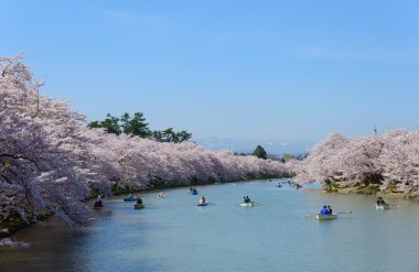 Hirosaki Park'ta kiraz çiçekleri