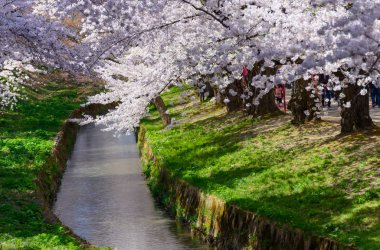 Hirosaki Park'ta kiraz çiçekleri