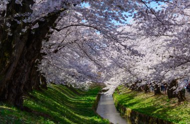 Hirosaki Park'ta kiraz çiçekleri