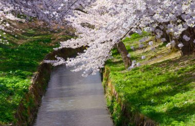 Hirosaki Park'ta kiraz çiçekleri