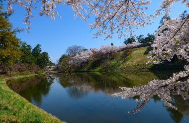 Hirosaki Park'ta kiraz çiçekleri