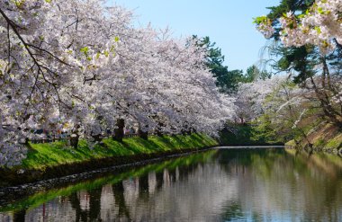 Hirosaki Park'ta kiraz çiçekleri