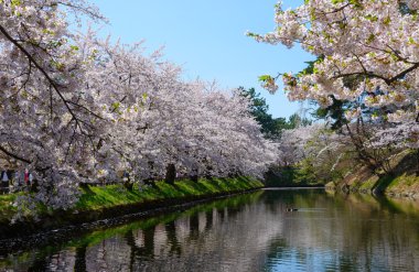 Hirosaki Park'ta kiraz çiçekleri