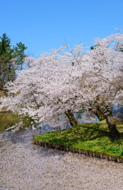 Hirosaki Park'ta kiraz çiçekleri