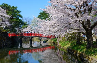 Hirosaki Park'ta kiraz çiçekleri