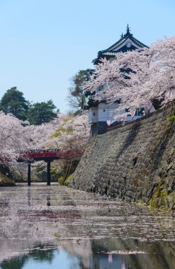 Kiraz çiçekleri ve Hirosaki Kalesi