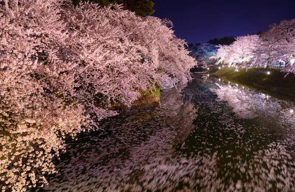Kiraz çiçekleri ve Hirosaki Parkı