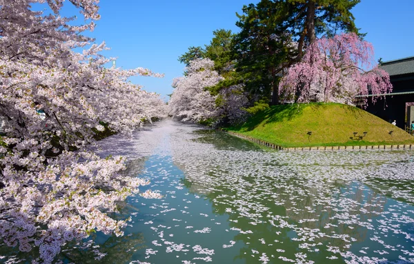 Flores de cerezo en el Parque Hirosaki — Foto de Stock