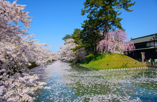 Wiśniowe kwiaty w Hirosaki Park — Zdjęcie stockowe