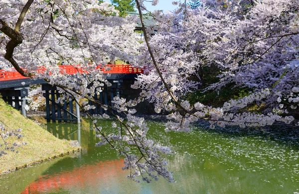 Flores de cerezo en el Parque Hirosaki —  Fotos de Stock