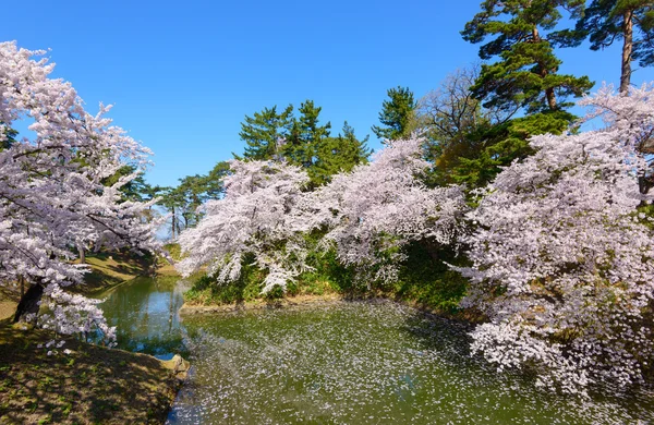 Třešňové květy v parku Hirosaki — Stock fotografie