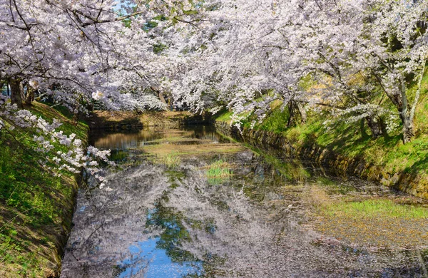 Flores de cerezo en el Parque Hirosaki —  Fotos de Stock