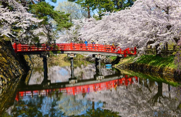 Třešňové květy v parku Hirosaki — Stock fotografie