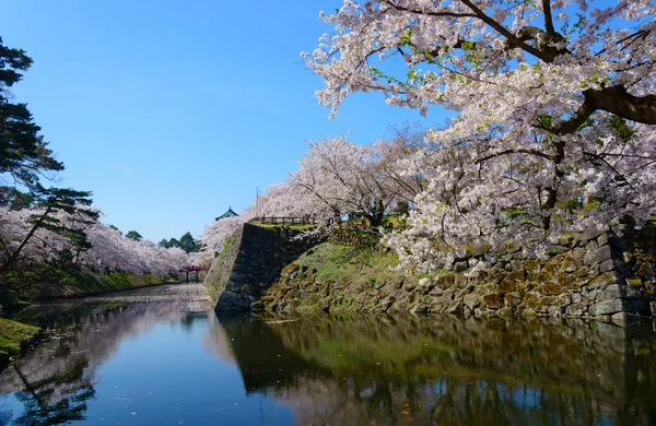 Třešňové květy a hradu Hirosaki — Stock fotografie