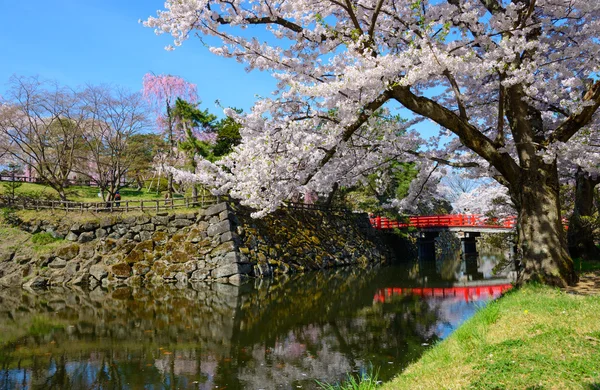 Wiśniowe kwiaty w Hirosaki Park — Zdjęcie stockowe