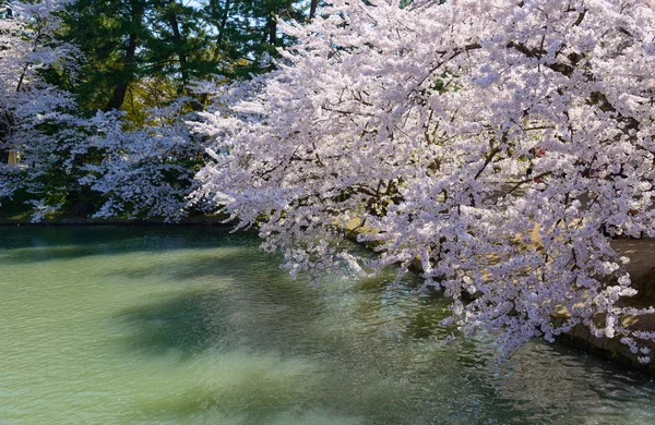 Cherry blossoms at Hirosaki Park — Stock Photo, Image