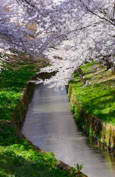 Třešňové květy v parku Hirosaki — Stock fotografie