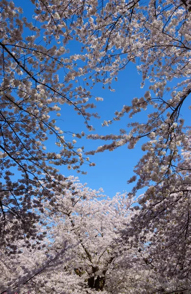 Flores de cerejeira no Hirosaki Park — Fotografia de Stock