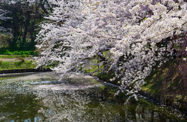 Flores de cerejeira no Hirosaki Park — Fotografia de Stock