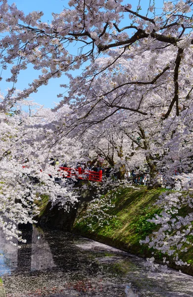 Flores de cerejeira no Hirosaki Park — Fotografia de Stock